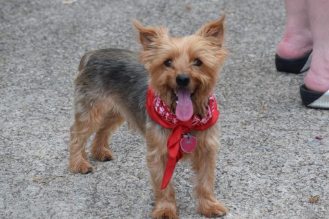 2019 07 04_WHHA July 2019_5341